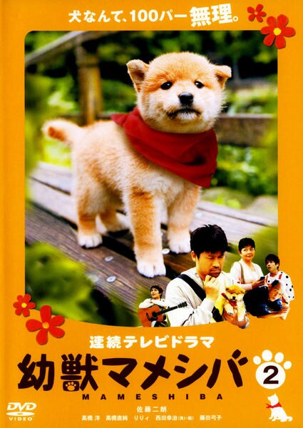 DVD「連続テレビドラマ 幼獣マメシバ VOL.2」作品詳細 - GEO Online/ゲオオンライン