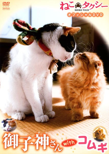 仔猫のように抱きしめて [DVD] p706p5g DVD「ねこタクシー 御子神さん with コムギ」作品詳細 - GEO
