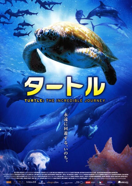 DVD「タートル」作品詳細 - GEO Online/ゲオオンライン