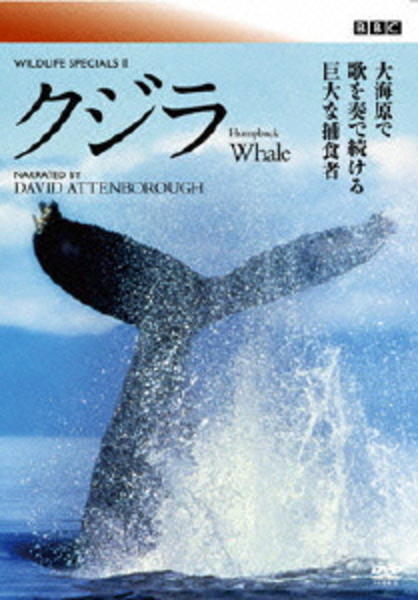 DVD「BBC ワイルド・ライフ スペシャルⅡ クジラ」作品詳細 - GEO