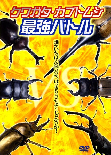 DVD「クワガタ・カブトムシ最強バトル」作品詳細 - GEO Online/ゲオオンライン