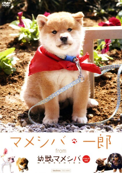 マメシバ一郎・幼獣マメシバ・マメシバ一郎フーテンの芝二郎DVD-BOX 3セット 映画版 マメシバシリーズ 全4枚 幼獣マメシバ + マメシバ一郎 フーテン